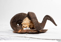  Skull Mouflon Ovis orientalis head horns skull 0030.jpg